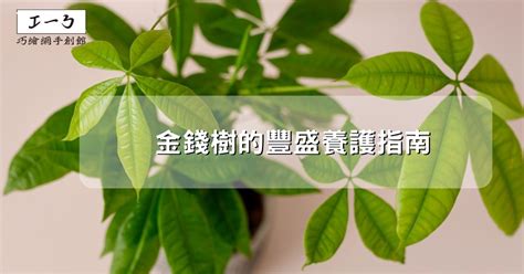 金錢樹致癌|金錢樹的豐盛養護指南：吸引財富與繁榮 